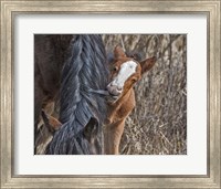 Ochoco Wild Foal - Big Summit HMA Fine Art Print