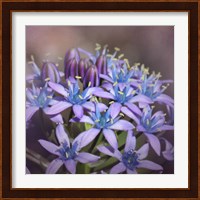 Hyacine Fine Art Print