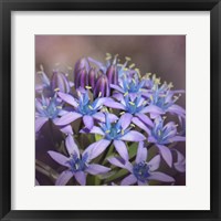 Hyacine Fine Art Print