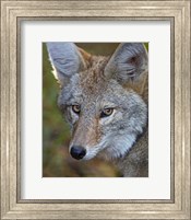 Coyote Fine Art Print