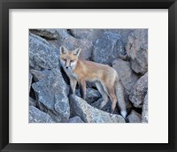 Red Fox Kit I Fine Art Print
