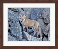Red Fox Kit I Fine Art Print