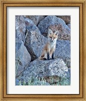 Red Fox Kit II Fine Art Print
