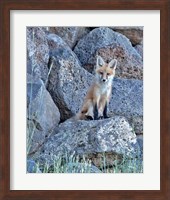 Red Fox Kit II Fine Art Print