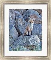 Red Fox Kit II Fine Art Print