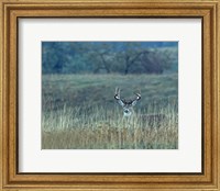 Montana Whitetail Buck Fine Art Print