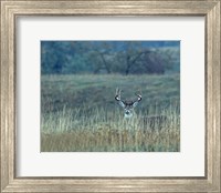 Montana Whitetail Buck Fine Art Print