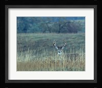 Montana Whitetail Buck Fine Art Print