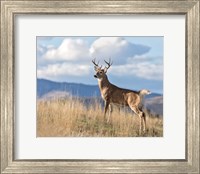 Montana Whitetail Buck II Fine Art Print