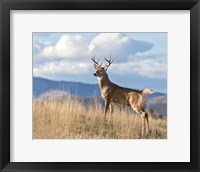 Montana Whitetail Buck II Fine Art Print