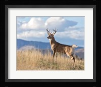 Montana Whitetail Buck II Fine Art Print