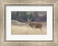 Montana Whitetail Buck III Fine Art Print