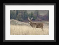 Montana Whitetail Buck III Fine Art Print