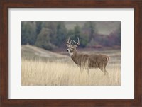 Montana Whitetail Buck III Fine Art Print