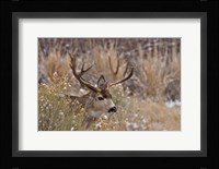 Mule Deer Buck Fine Art Print