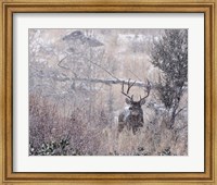 Mule Deer Buck - Steens Mountain Fine Art Print
