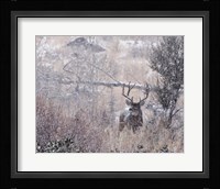 Mule Deer Buck - Steens Mountain Fine Art Print