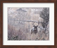 Mule Deer Buck - Steens Mountain Fine Art Print