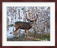 Mule Deer Buck Fine Art Print