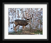 Mule Deer Buck Fine Art Print