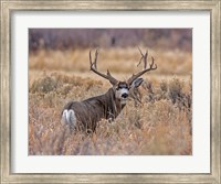 Mule Deer Buck II Fine Art Print