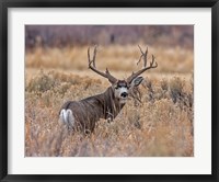Mule Deer Buck II Fine Art Print