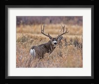 Mule Deer Buck II Fine Art Print
