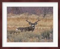 Mule Deer Buck III Fine Art Print