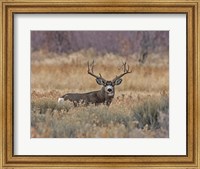 Mule Deer Buck III Fine Art Print