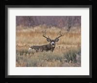 Mule Deer Buck III Fine Art Print