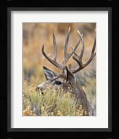 Mule Deer Buck IV Fine Art Print