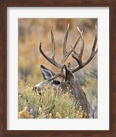 Mule Deer Buck IV Fine Art Print
