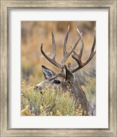 Mule Deer Buck IV Fine Art Print