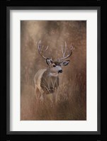 Muley - Malheur Fine Art Print