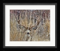 Muley - Malheur II Fine Art Print
