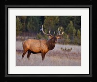 Bull Elk Fine Art Print