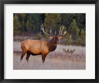 Bull Elk Fine Art Print