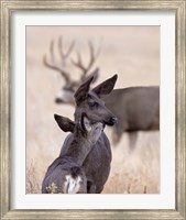 Dark Mule Deer Doe Fine Art Print