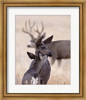 Dark Mule Deer Doe Fine Art Print