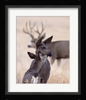 Dark Mule Deer Doe Fine Art Print