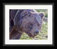 Grizzly Bear Boar Fine Art Print