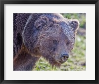 Grizzly Bear Boar Fine Art Print