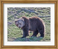 Grizzly Bear Boar II Fine Art Print