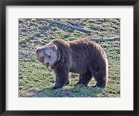Grizzly Bear Boar II Fine Art Print