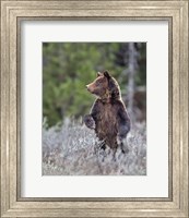 Grizzly Two Year Old Fine Art Print
