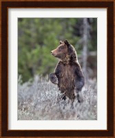 Grizzly Two Year Old Fine Art Print