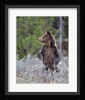 Grizzly Two Year Old Fine Art Print