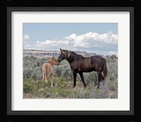 Copper Pennys Foal & Juniper Fine Art Print