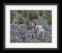 Palomino Mare & Colt Fine Art Print