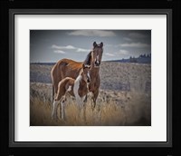 Sequoyah Colt Fine Art Print